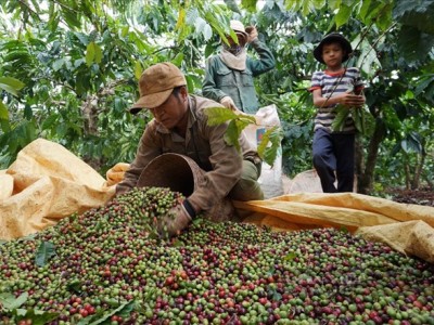 Giá cà phê cao 'chưa từng có', nông dân và doanh nghiệp nói gì?