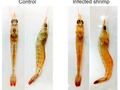 Aeromonas schubertii - Tác nhân tiềm ẩn gây bệnh trên tôm thẻ