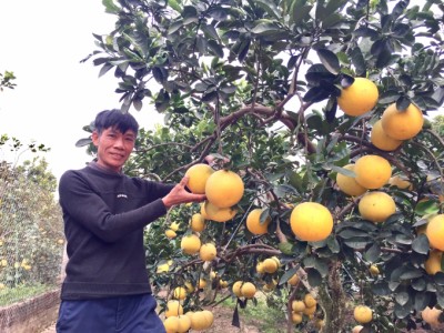 Một giống bưởi cực chất lượng do nông dân lai tạo