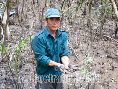 Sóc Trăng: Nuôi thủy sản dưới tán rừng, nông dân bắt con vọp, ốc len, cá thòi lòi lên khỏi bờ là bán hết sạch