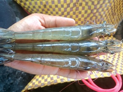 Nuôi tôm công nghệ cao: Thành công ngay trong đại dịch