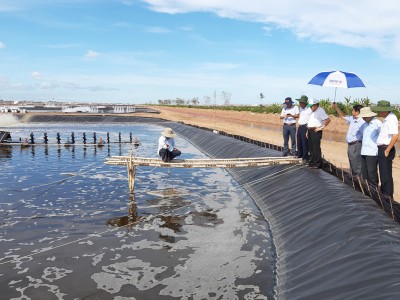 6 mẹo cải thiện chất lượng đáy ao trong trang trại nuôi tôm