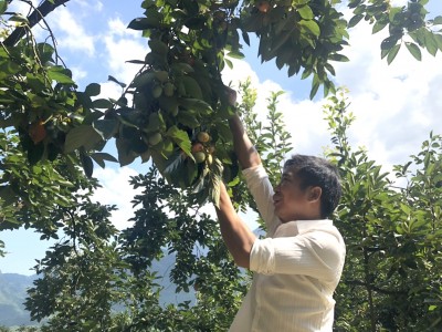 Loại quả ngon, ăn giòn, vị ngọt này ở Bắc Kạn năm nay trúng mùa, hễ hái khỏi cây là bán hết sạch