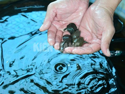 Kiên Giang: Ông nông dân cho ba ba đẻ thành công, nhiều người hỏi mua, bỏ túi 800 triệu đồng