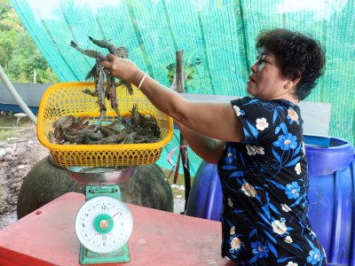 Tôm sú toàn con to bự thế này mà bán có 150.000 đồng/kg, nông dân một xã ở Kiên Giang vẫn phải cân