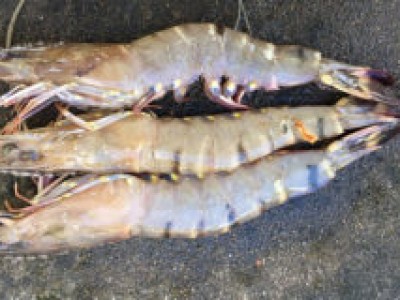 Tôm nuôi bị ảnh hưởng thế nào khi nắng nóng?