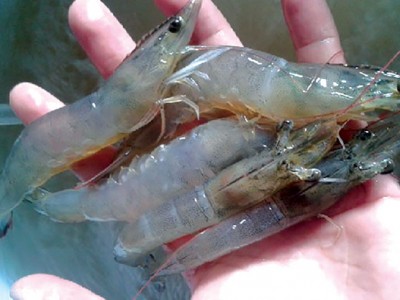 Bệnh mềm vỏ trên tôm và biện pháp phòng trị