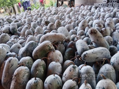 Bí xanh nằm lăn lóc cả trăm tấn không ai mua, nông dân huyện nghèo ở Nghệ An rớm nước mắt