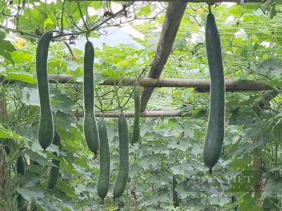 Trồng bí xanh, quả treo đầy giàn, gặp lúc rau, củ, quả bán có giá, dân Lai Châu kiếm bộn tiền