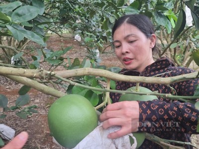 Nông dân Sơn La hé lộ cách trồng bưởi da xanh trên đồi ra trái quá trời, thu nửa tỷ/năm