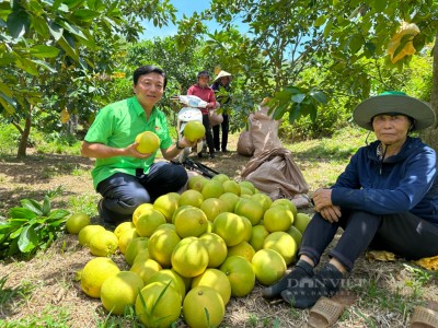 Bưởi Phúc Trạch vào vụ thu hoạch, giá 25.000 đồng/quả, một huyện của Hà Tĩnh ước thu 500 tỷ từ bưởi