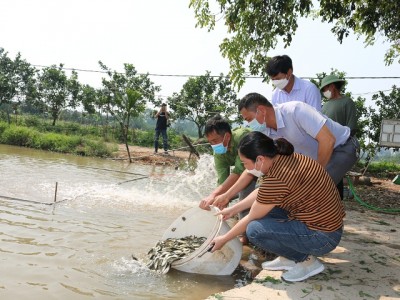 Nuôi cá trong ruộng lúa, cho ăn sâu bọ cá nhanh lớn, 1 huyện hỗ trợ nông dân 45.000 con cá chép giống