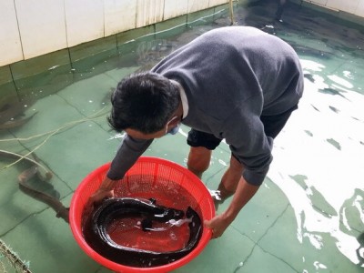 Nuôi cá chình kiểu gì mà ông nông dân Bình Định bắt con to nằm trong rổ nhựa, ai nhìn cũng bất ngờ