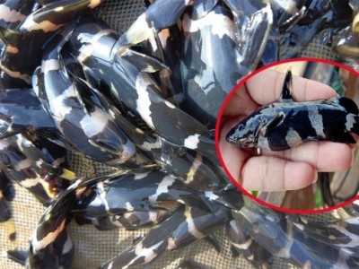 Lão nông thuần hóa hàng chục loài cá quý hiếm sông Mekong