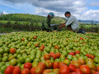 Lâm Đồng: Giá cà chua giảm mạnh