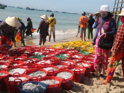 Tàu thuyền cập cảng đầy ắp cá cơm tươi, thương lái tranh mua, bà con Bình Thuận phấn khởi ra mặt