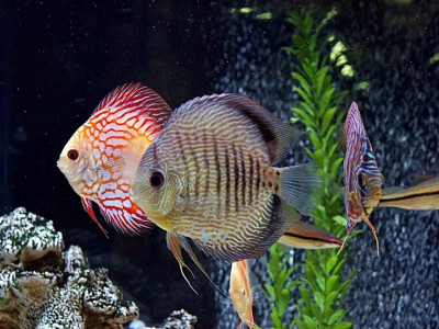 Dấu hiệu bất thường trên cá cảnh