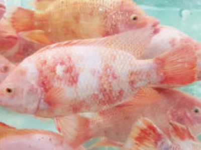 Phòng trị bệnh ở cá điêu hồng