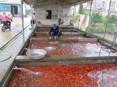 Làng nghề cá chép đỏ Thủy Trầm vào vụ Tết