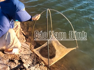 Một nông dân Nam Định xuất bán 300 tấn cá bống bớp, bán sang cả Trung Quốc, Hồng Kông