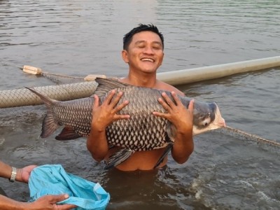 Nuôi loài cá suýt tuyệt chủng, nông dân này ở Tiền Giang thu tiền tỷ