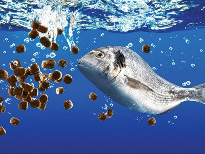 Thị trường thức ăn thủy sản châu Á: Triển vọng phục hồi