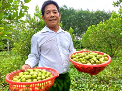 Lấy đất tiền tỷ phố thị trồng trái nhà quê, ông nông dân ngoại thành Sài Gòn hái không kịp bán
