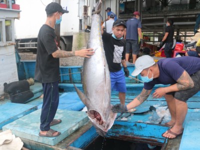 Ngư trường vắng cá, tổn phí tăng cao