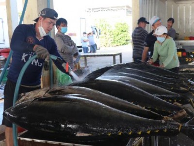 Phú Yên quyết lấy vị thế dẫn đầu nghề câu cá ngừ đại dương