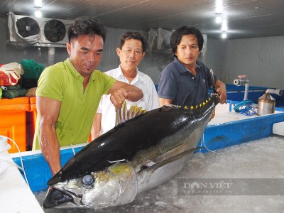 Tôm sú toàn con to bự thế này mà bán có 150.000 đồng/kg, nông dân một xã ở Kiên Giang vẫn phải cân