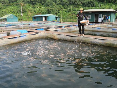 Nuôi cá lồng hướng tới đạt tiêu chuẩn OCOP