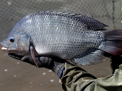 Tác dụng đa dạng của bã mía trong nuôi cá rô phi