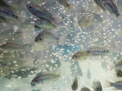 Cách cải thiện tăng trưởng cho cá rô phi