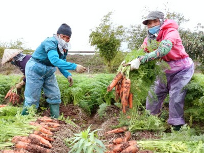 Bắc Ninh: Loại củ đỏ au, ăn vào đẹp da sáng mắt giá cao chưa từng có, nông dân vui như mở hội