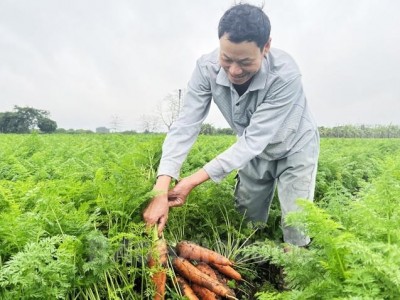 Một ông nông dân Hải Dương quyết 