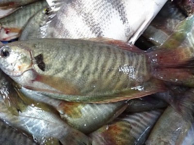 Giá cá sặc rằn giảm mạnh, người nuôi thua lỗ