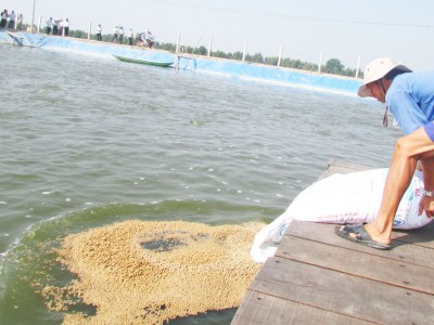 Giá một loài cá đang cao ngất, tại sao ngành nông nghiệp Long An vẫn khuyên nông dân không mở rộng diện tích?
