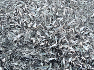 Thiếu hụt chất kích thích sinh sản từ Trung Quốc, giá cá tra giống ở ĐBSCL tăng