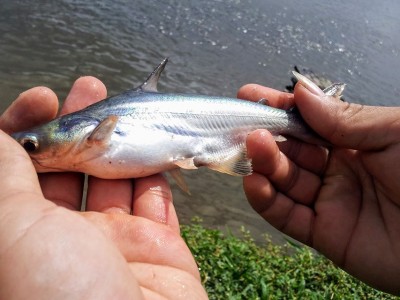 Ảnh hưởng toàn diện của Pepsin trên cá tra