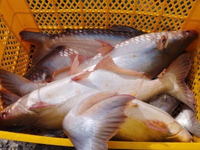 Mỹ áp 0% thuế chống phá giá cho 7 doanh nghiệp cá tra Việt Nam