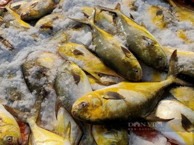 Một ngư dân Hà Tĩnh trúng đậm hơn 3 tấn cá vàng dương, bỏ túi 600 triệu đồng chỉ sau một đêm