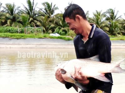 Trà Vinh: Người đầu tiên nuôi cá hô đặc sản ấp Xoài Lơ, con to nhất 18kg, bán giá gần nửa triệu/kg