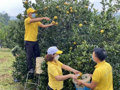 Hòa Bình quyết “hồi sinh” 800ha cam Cao Phong