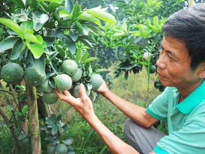 Cảnh báo trồng ồ ạt cam sành khiến diện tích tăng 