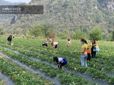 Bắc Kạn: Trồng thử cây thấp tè tè, ra trái đỏ chót, cho thiên hạ ăn miễn phí mà vẫn kiếm cả chục triệu/ngày