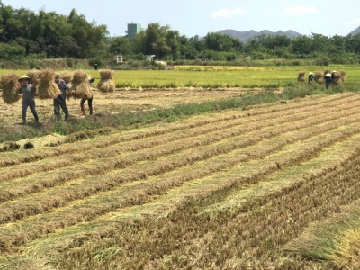 Giải pháp nào chuyển đổi cây trồng trên đất lúa?