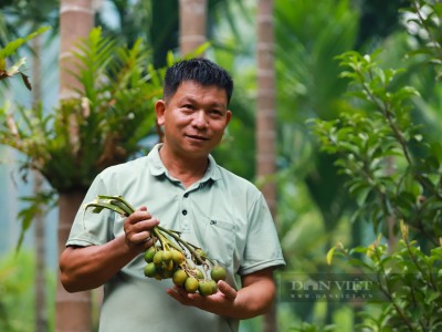 Thứ cây thẳng tắp, trổ buồng xum xuê, trước có đình đám dân Thanh Hóa ăn cho vui, nay thu tiền tỷ