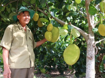 Phú Yên xây dựng vùng cây ăn quả gắn với chế biến hàng hóa