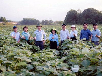 Triển vọng phát triển 3.000ha cây gai xanh tại Quảng Trị