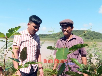 Cây gáo vàng là cây gì mà có thể dầm mình dưới nước, dân Bình Phước trồng bán gỗ mà có thể giàu lên?